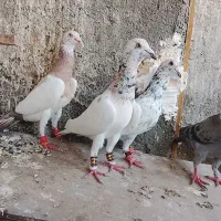 سار|پرنده|مشهد, کشاورز|دیوار