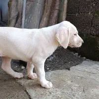 سگ شکاری پرشین