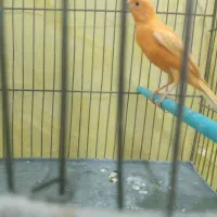 قناری دو عدد مست مست|پرنده|بروجرد, |دیوار