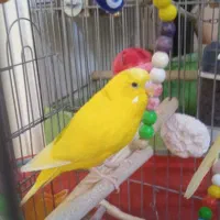مرغ عشق سخنگو