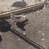 کفتر سینه ای خوش رنگ و طوقی و دم گیر ۱۵۰۰۰۰|پرنده|خمینی‌شهر, |دیوار