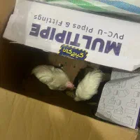 دو عدد جوجه ۱۰۰ تومن