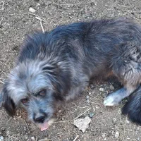 پاپی فروشی|سگ|رشتخوار, |دیوار