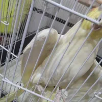 فروش یک عروس هلندی ماده