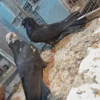 کبوتر|پرنده|شهرکرد, |دیوار