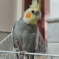 عروس هلندی جفت