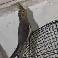 عروس هلندی مولد رو تخم کفتر قناری طوطی|پرنده|کرج, کلاک پایین|دیوار