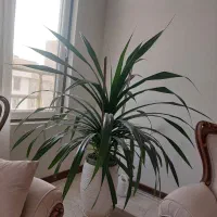 گل پاندانوس