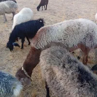 قوچ چینی|حیوانات مزرعه|شیراز, ارم|دیوار