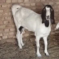 بز پاکستانی