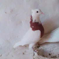 کبوتر معاوضه با ماده پلاکی گاهک|پرنده|نورآباد ممسنی, |دیوار