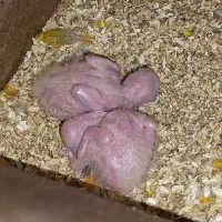 جفت خورشیدی روی جوجه