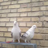 کفتر سالم|پرنده|خلخال, |دیوار