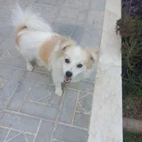 سگ پامر
