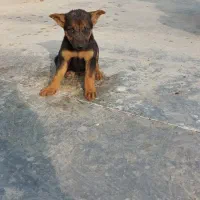 واگذاری سگ|سگ|کرمانشاه, |دیوار