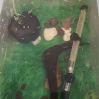 گوپی مولد و پیش مولد