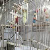 عروس و مرغ عشق