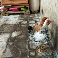 مرغ وخروس رسمی