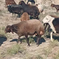 قوچ همو صادراتی اصل لخت|حیوانات مزرعه|انبارآلوم, |دیوار