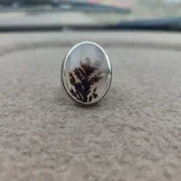 تعدادی انگشترشجر کلکسیونی