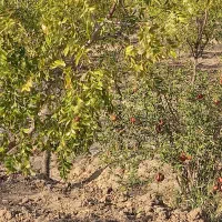 معاوضه ۲۶۰۰مترباغ بایک ساعت و بیست دقیقه اب|فروش خانه و ویلا|خوسف, |دیوار