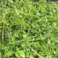 سبزی خورشتی پخته