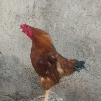 خروس