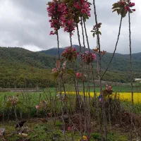 فروش زمین مناسب ویلا وخانه باغی در جنگل گلریز