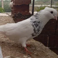 کبوتر آلمانی ورنکی