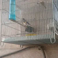 سهره|پرنده|گلستان (تهران), |دیوار