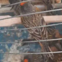 فنج سهره ،گلبسر|پرنده|کرمان, |دیوار