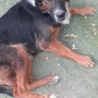 سگ ژرمن|سگ|شیراز, شریف‌آباد|دیوار