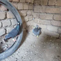 کفتر|پرنده|نیشابور, شهرک اندیشه|دیوار