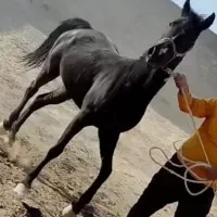 اسب مادیان مشکی