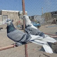 یکجفتگلیپرشی|پرنده|کمیجان, |دیوار