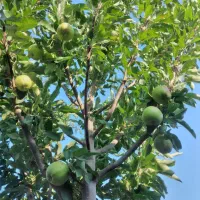 فروش-باغ-درممقان
