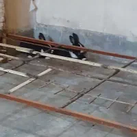 خرگوش بالغ