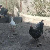 مرغ و خروس گلین|حیوانات مزرعه|کرج, ملک‌آباد|دیوار