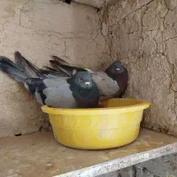 پرنده