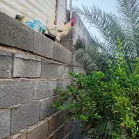 یه خروس محلی در ابدون