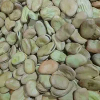 باقلای تازه به شرط پخت وانجیر خشک وزیتون