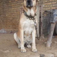 سگ ماده خراسانی