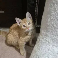 گربه شیطون ۴ماهه پسر