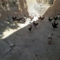 مرغ|پرنده|ماهیدشت, |دیوار