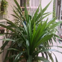 گلدون گیاه پاندانوس|گل و گیاه طبیعی|اهواز, پادادشهر|دیوار