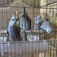 عروس هلندی نروماده