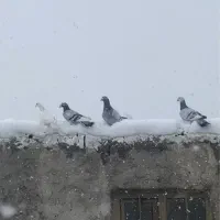 ۶تا دورگ|پرنده|بجنورد, |دیوار