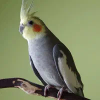 یک جفت عروس هلندی