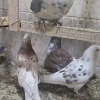 سرور نر کبکی تیر|پرنده|تهران, امام زاده عبدالله|دیوار