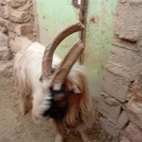 3سابرین|حیوانات مزرعه|اندیمشک, |دیوار